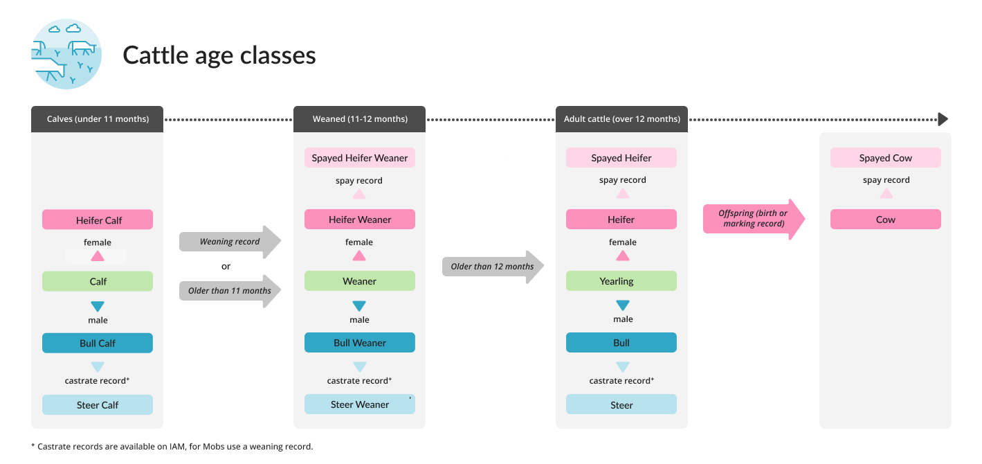 Cattle age classes diagram