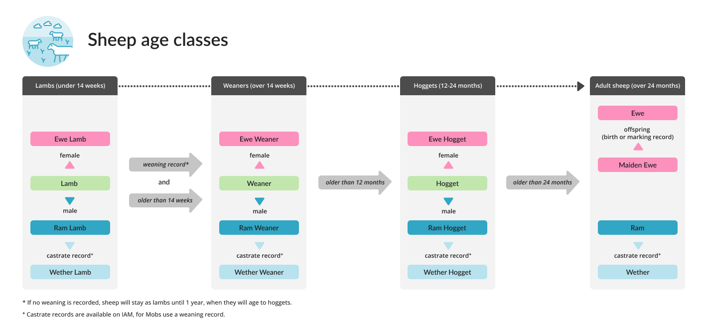 Sheep age classes diagram