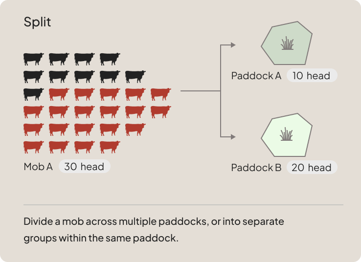 Split capability: dividing a mob across multiple paddocks