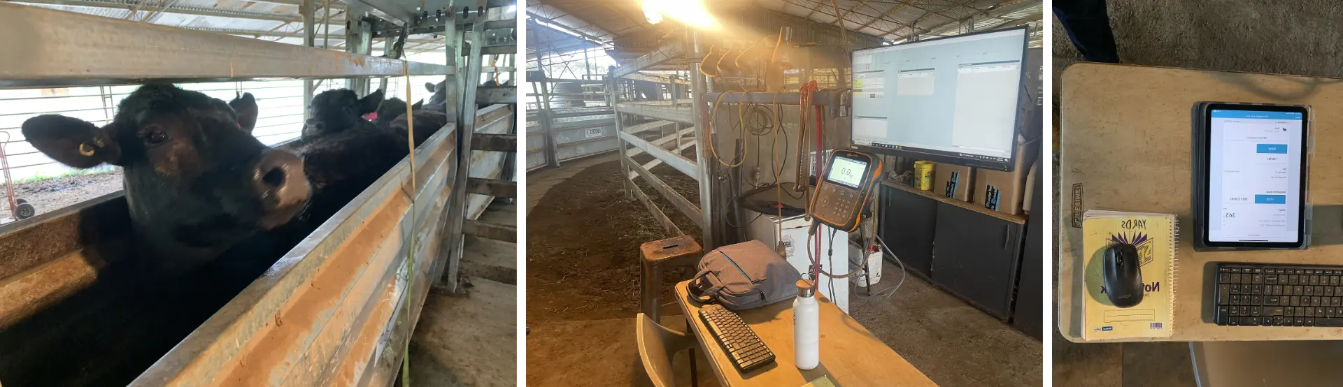 Three farm scenes: cattle in a pen, a computer workstation in a shed, and an iPad on a desk